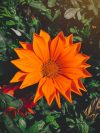 orange and yellow flower in close up photography