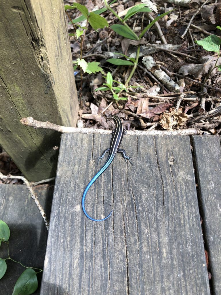 Cool Blue-Tailed Skink
